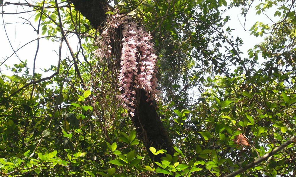 Salahesh Botanical gardens (phulbari)