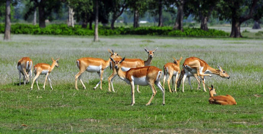 Sukhlaphanta National park